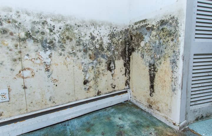 mold removal aiken